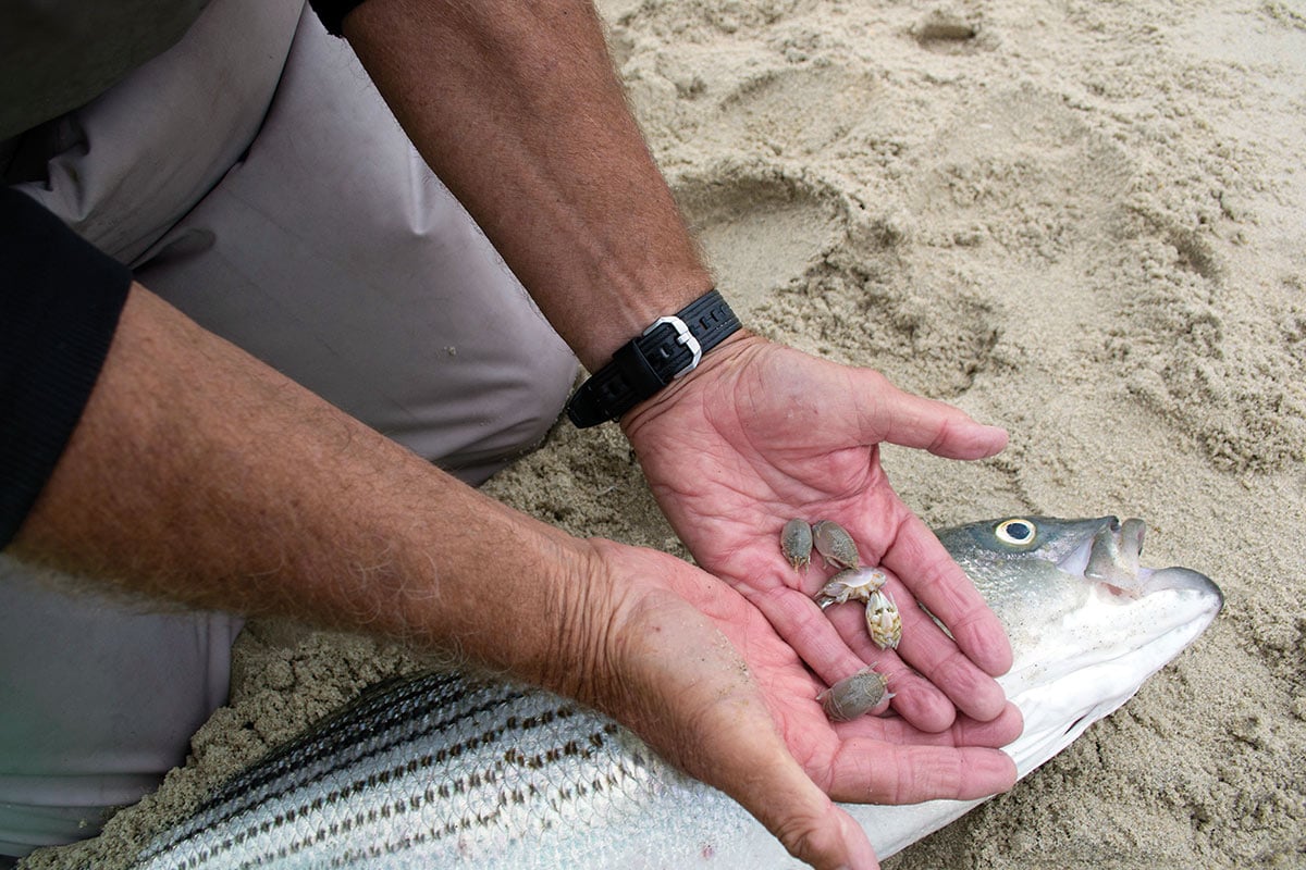 Man holding mole carbs in his hands with a large fish behind his hands