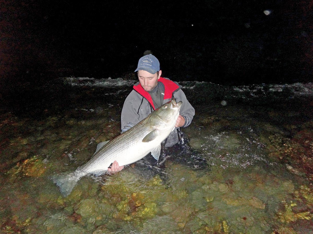 Man near the shore tackling a striped bass