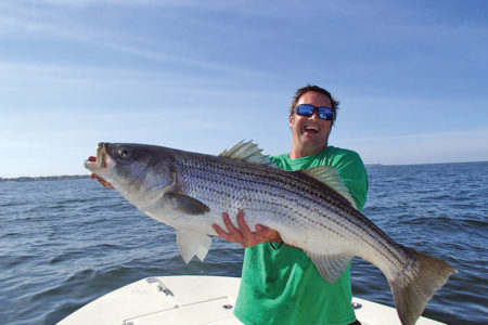 Nick Honachefsky holding a big striper horizontally with one hand underneath to support the weight of the fish.