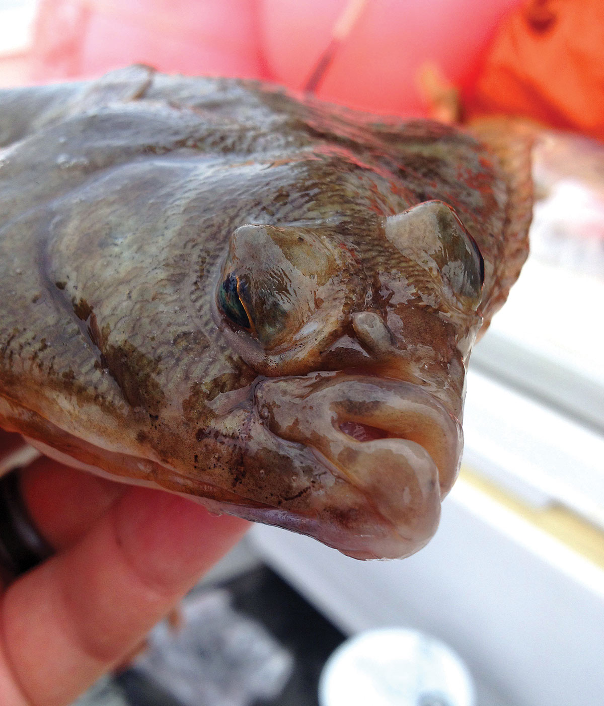 close up image of a flounder fish face