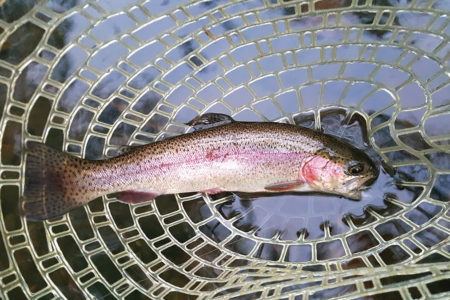 Trout fish laid on a plate