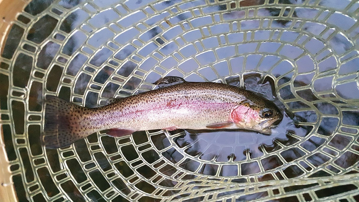 Trout fish laid on a plate