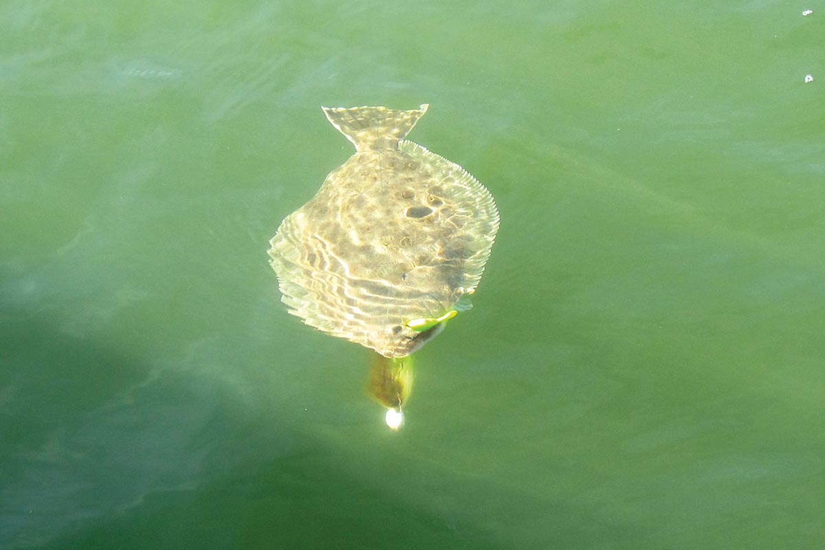 Fluke attached to a jig on water