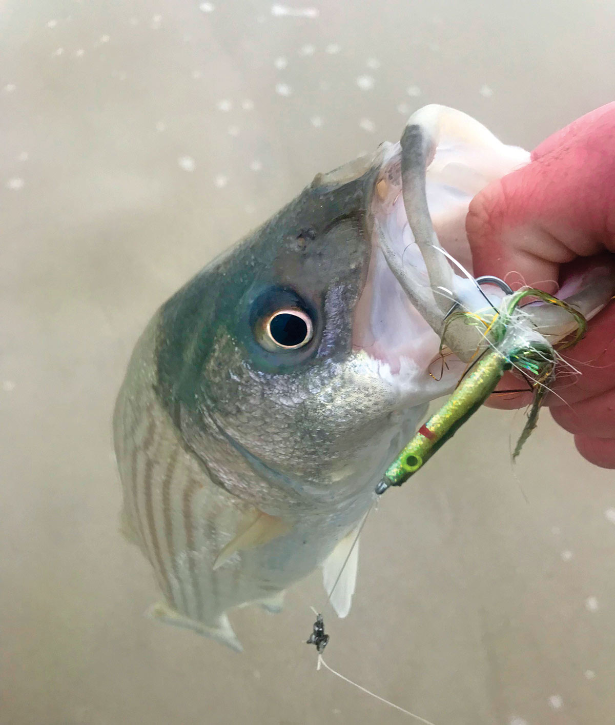 Fish attached to hook with artificial bait