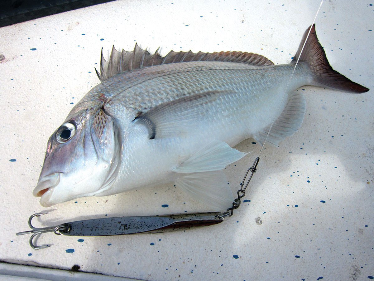 Large scup next to a hook