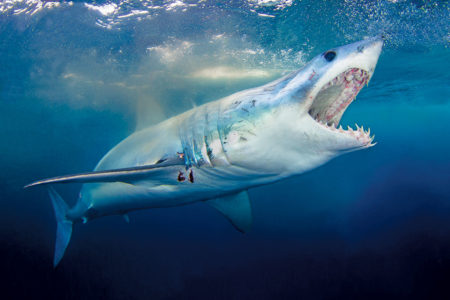 Shark with open mouth swimming underwater