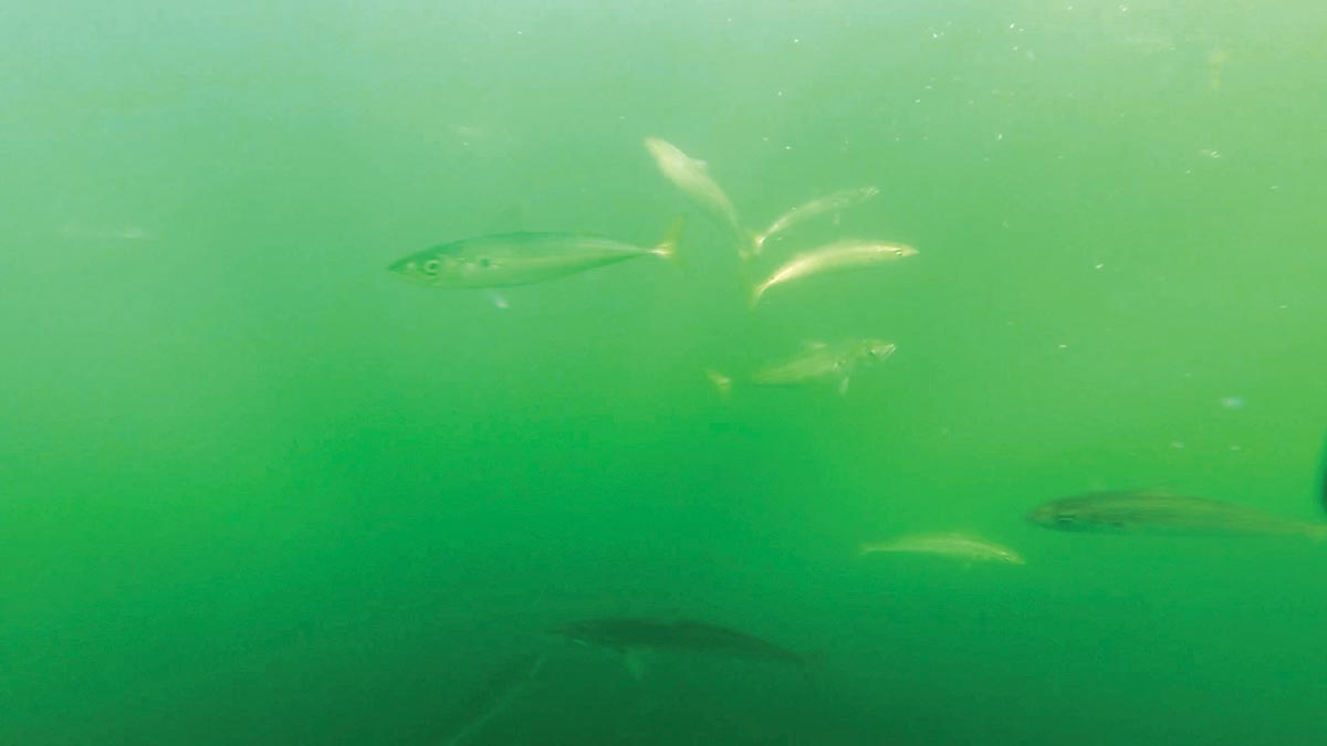 a School of mackerel underwater
