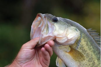 hand holding a sea bass 