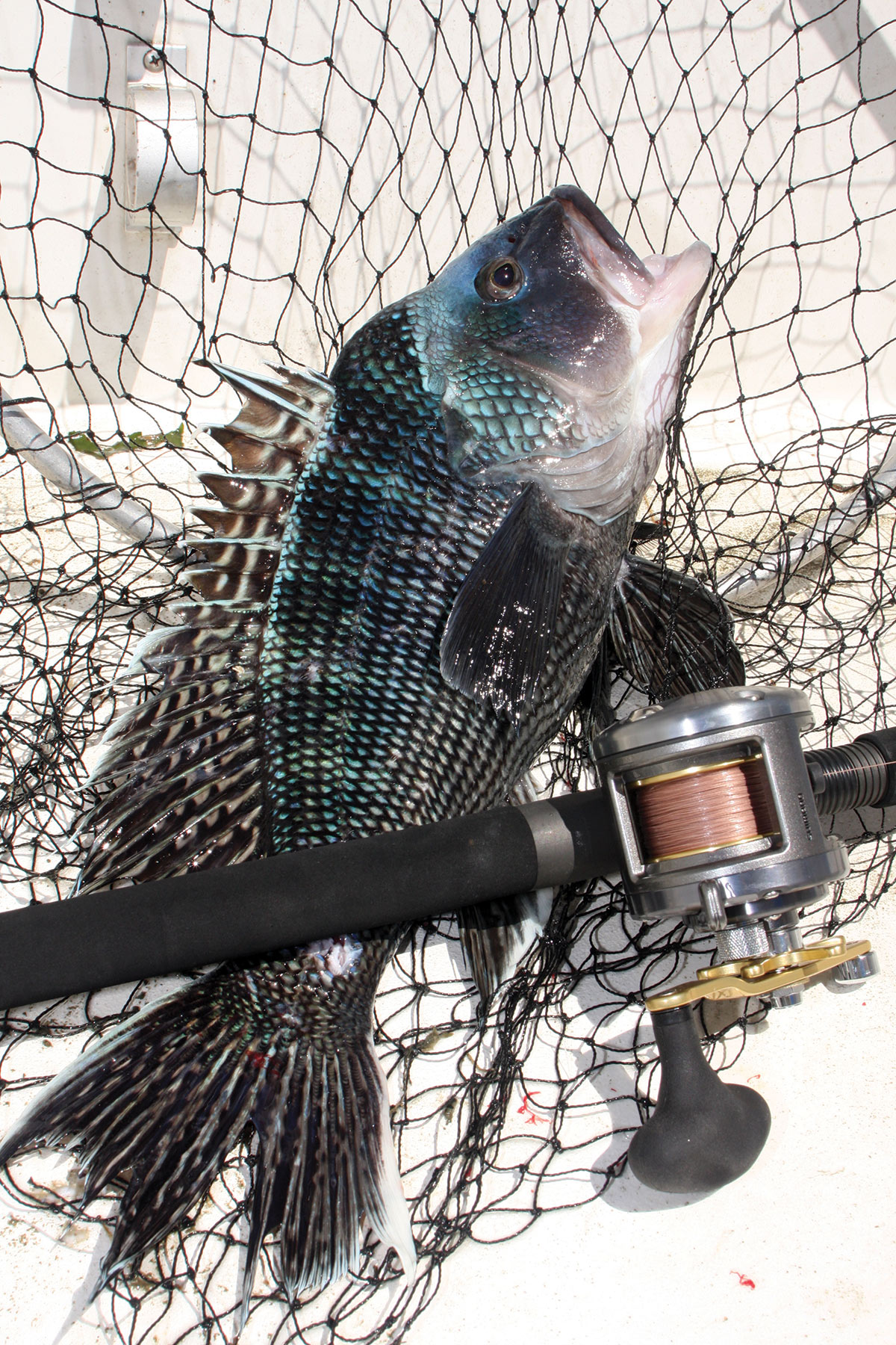 Black sea bass on top of fish net beside a fishing rod