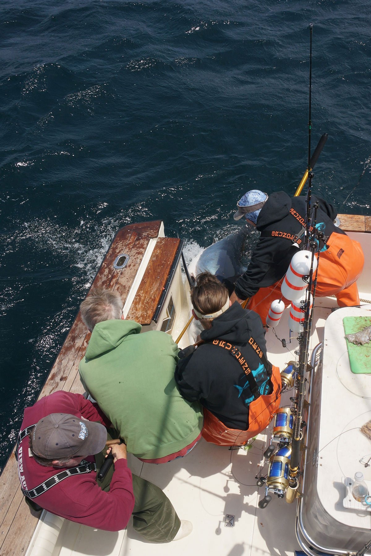 Four men working together in a boat to bring large mko shark through tuna door