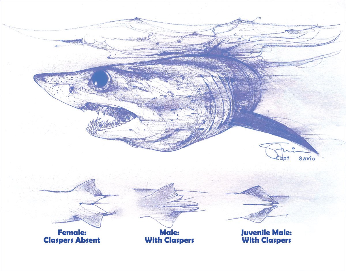 Artwork of shark