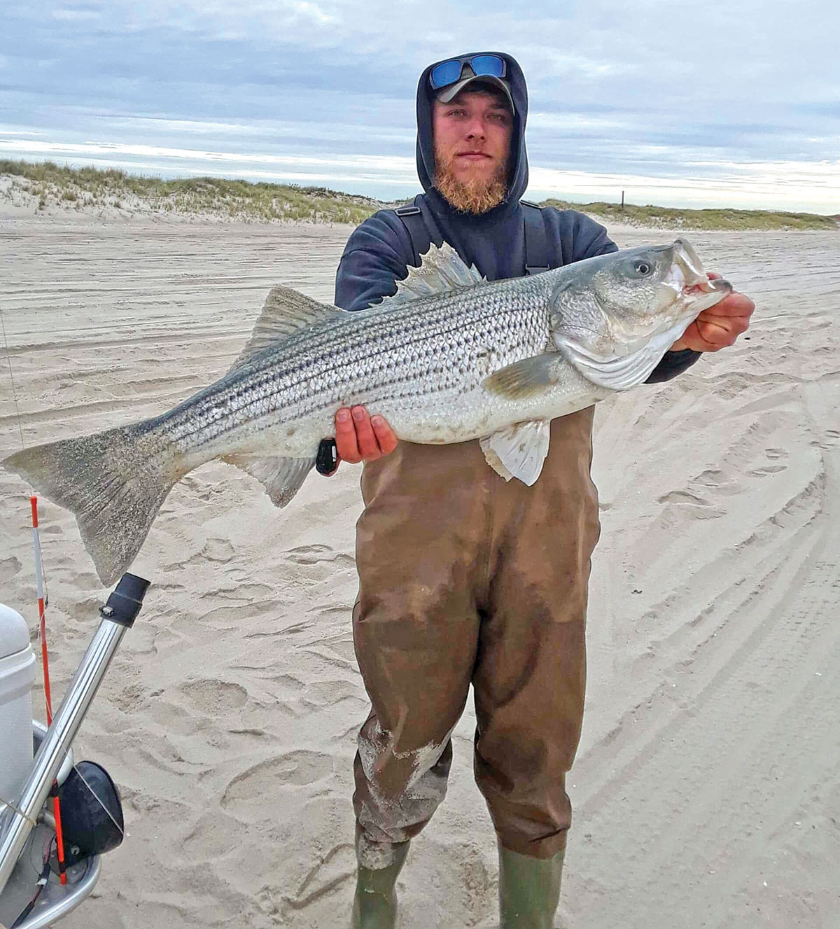 Man in shore holding up a big striped bass