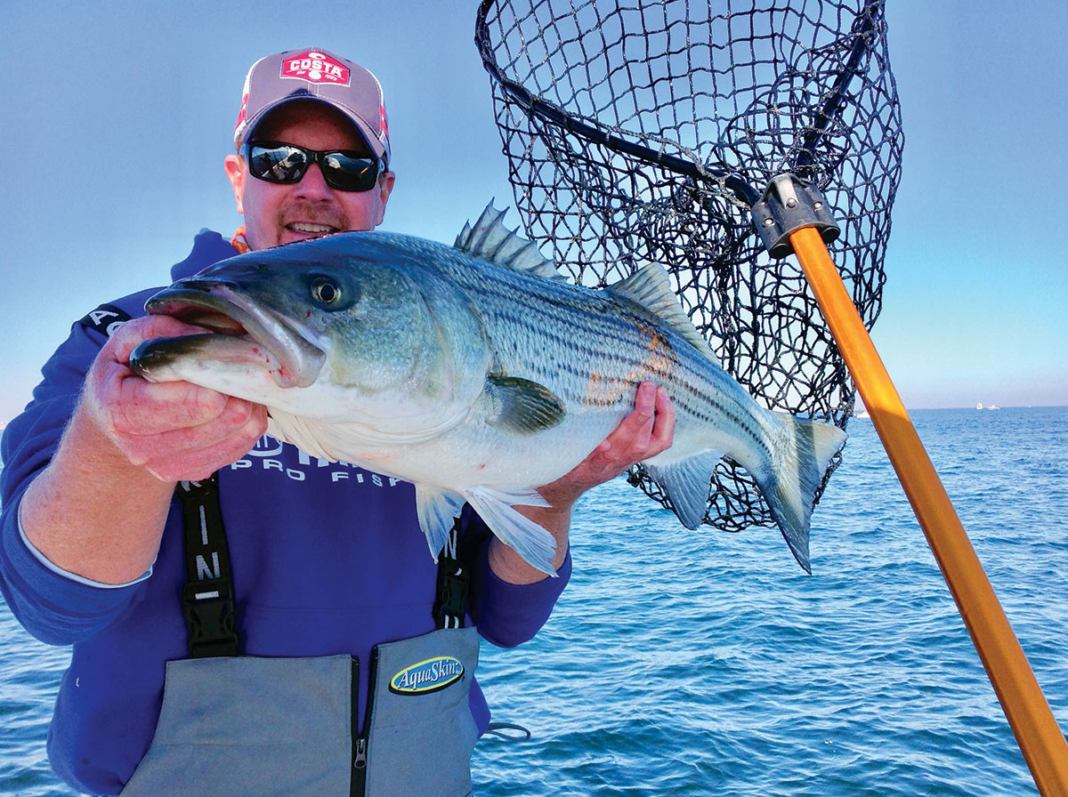 Man holding up a striped bass with net on side