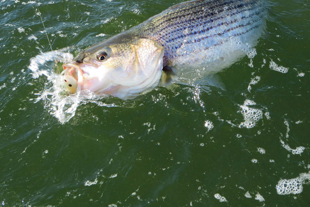 Caught striped bass in water