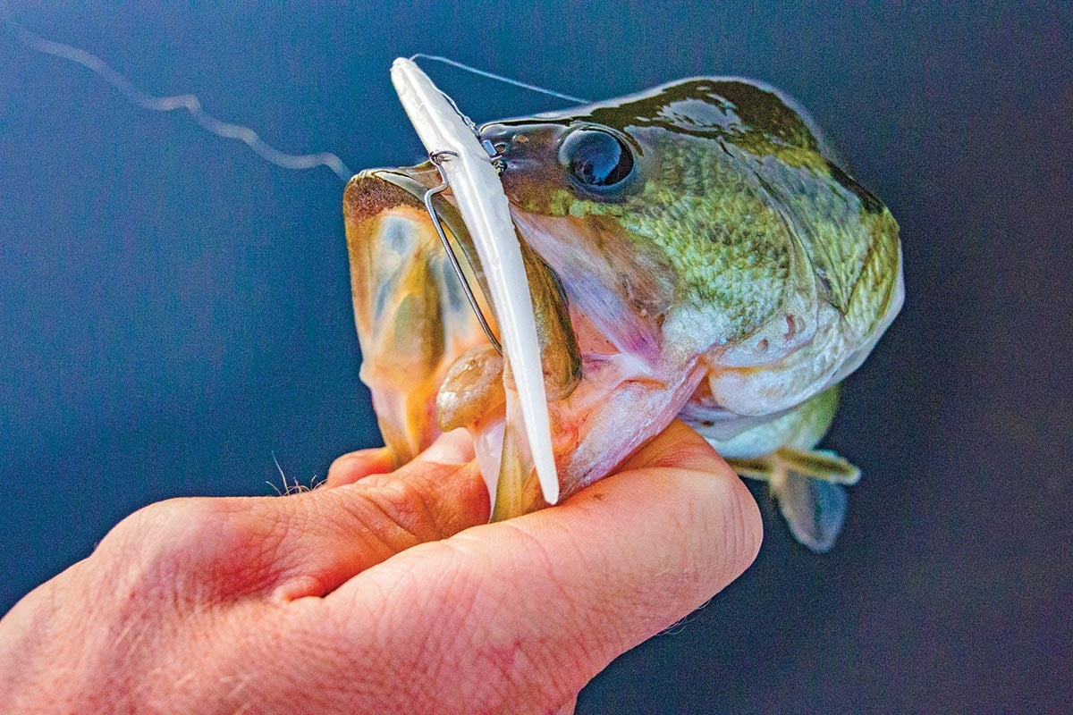 Bucketmouth bass attached to a slug-gos