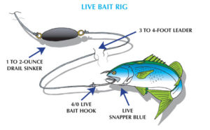 Weakfish - Live Bait Rig - The Fisherman