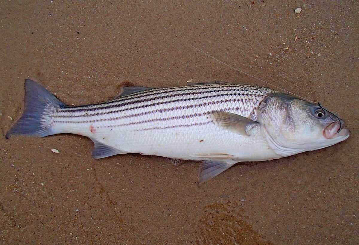 Surf Fishing: Bait Hooks for Stripers - The Fisherman