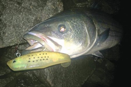 Large, rubber baits like Tsunami Soft Bait Swim Shad have been producing quality bass