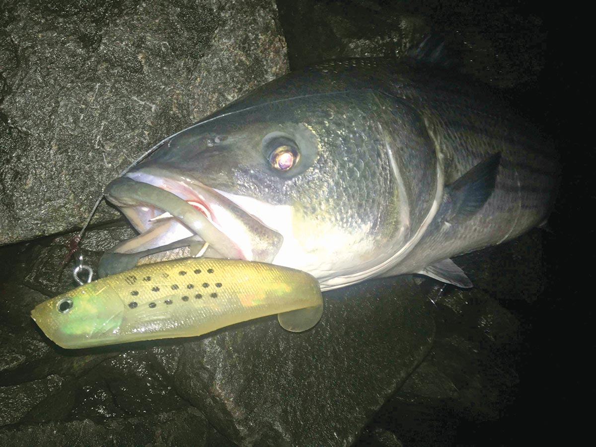 Large, rubber baits like Tsunami Soft Bait Swim Shad have been producing quality bass
