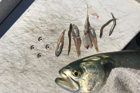 Stomach contents of fish will give you a clue on what bait to use