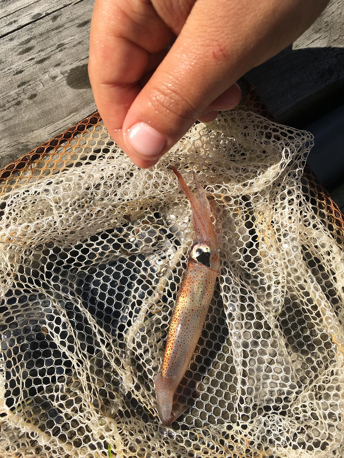 When squid show up on the screen or along the waterline, be prepared to switch to match the hatch