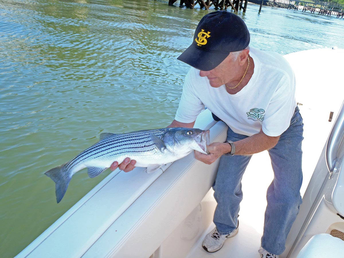 Mann, der die Stripers loslässt, die er sorgfältig gefangen hat