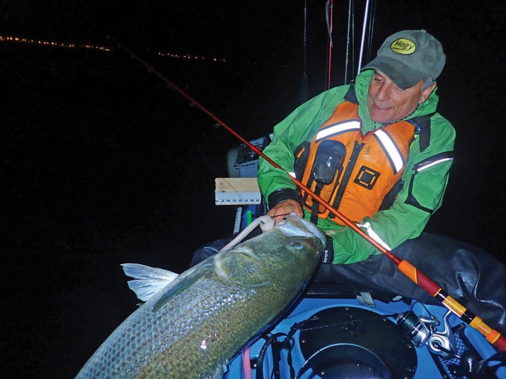 Eric Harrison used 10-inch white Original Hogy mounted on a Barbarian Swimbait hook this large striped bass