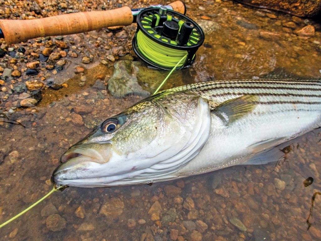 fish with fly line and rod