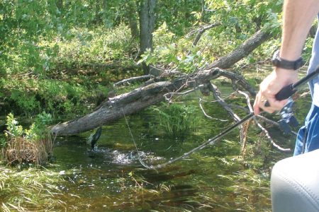 Flipping a jig over the tree produced a chunky 3-pounder.