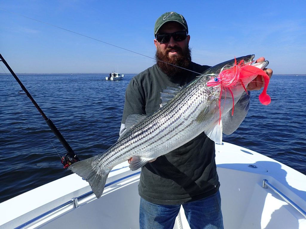 Man showing off striped bass with bait