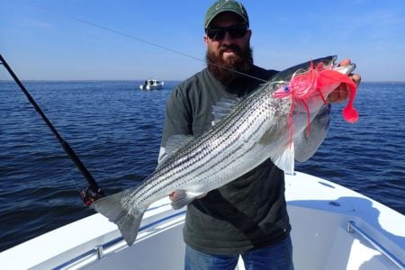 Man showing off striped bass with bait