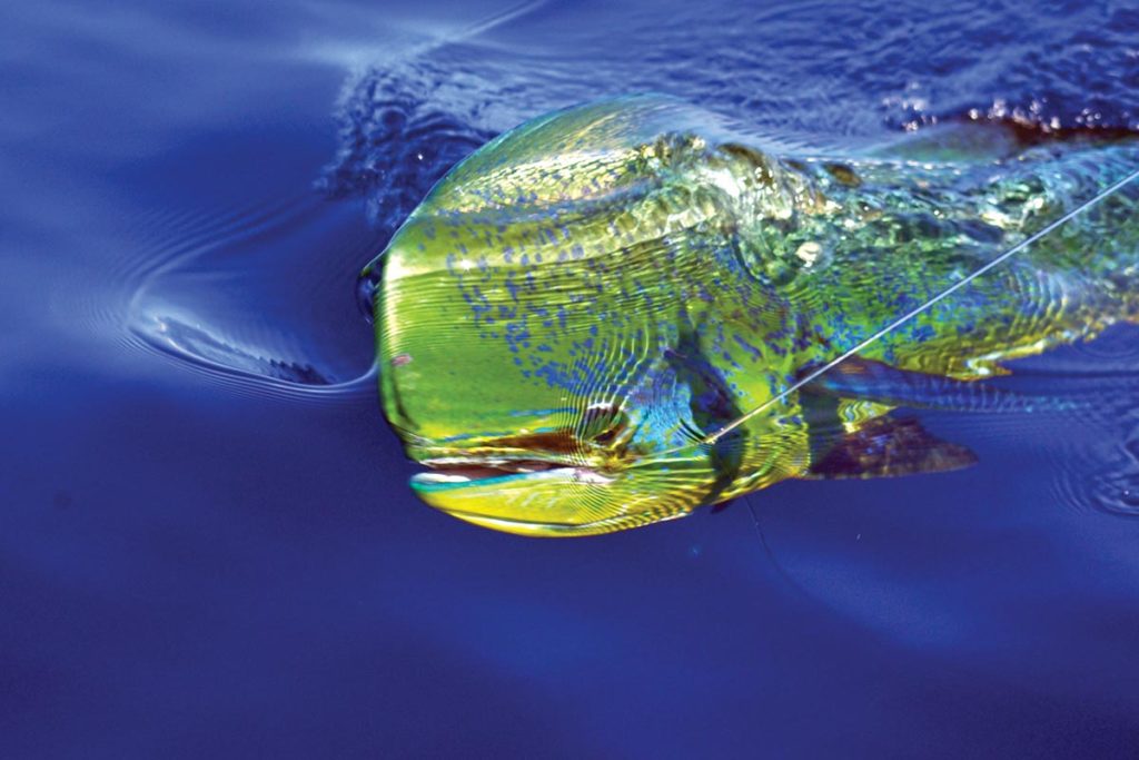dolphinfish (aka dorado or mahi mahi) is typically found on the offshore grounds