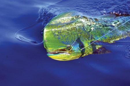 dolphinfish (aka dorado or mahi mahi) is typically found on the offshore grounds
