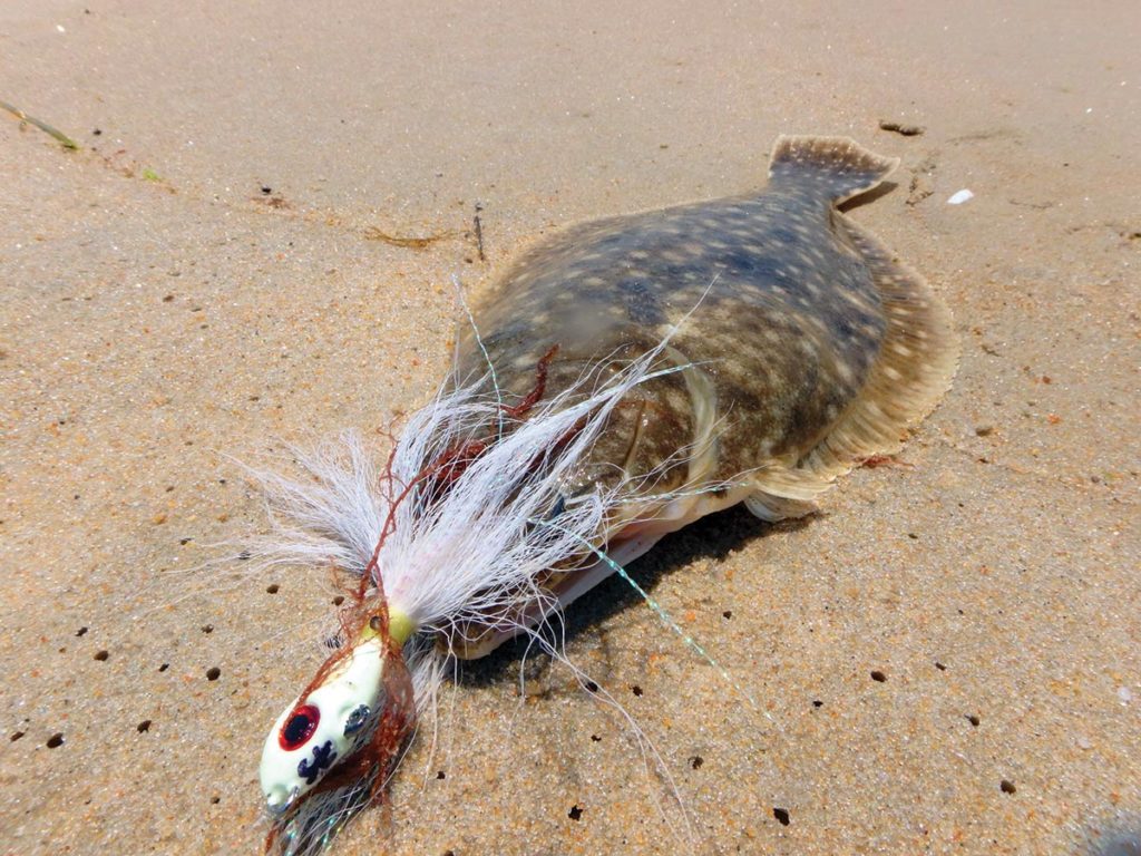 fluke fish attached to a bait on the sand