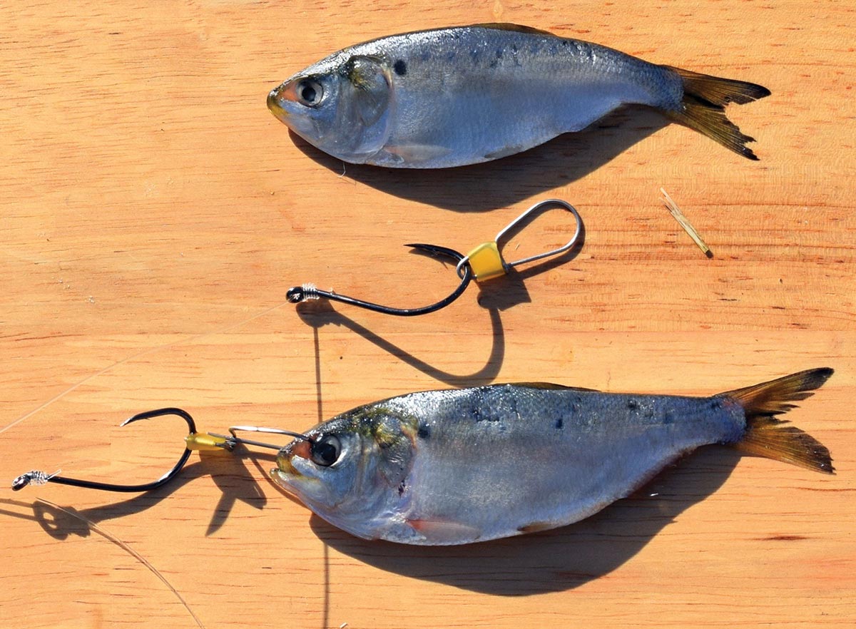 Bridling your peanut bunker allows the bait to open and close its mouth