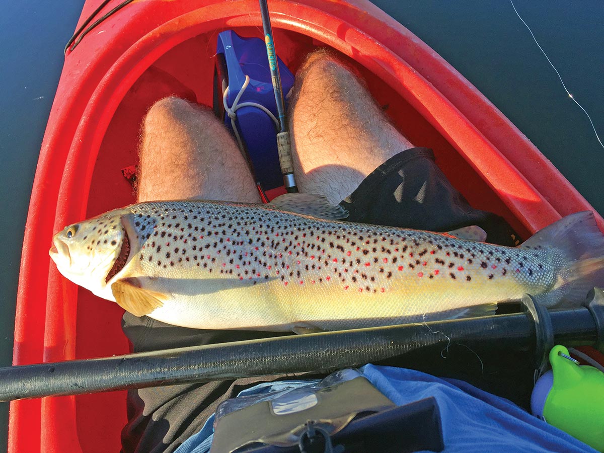 This large brown trout was set up right on the top of the thermocline, feeding on schools of alewife.
