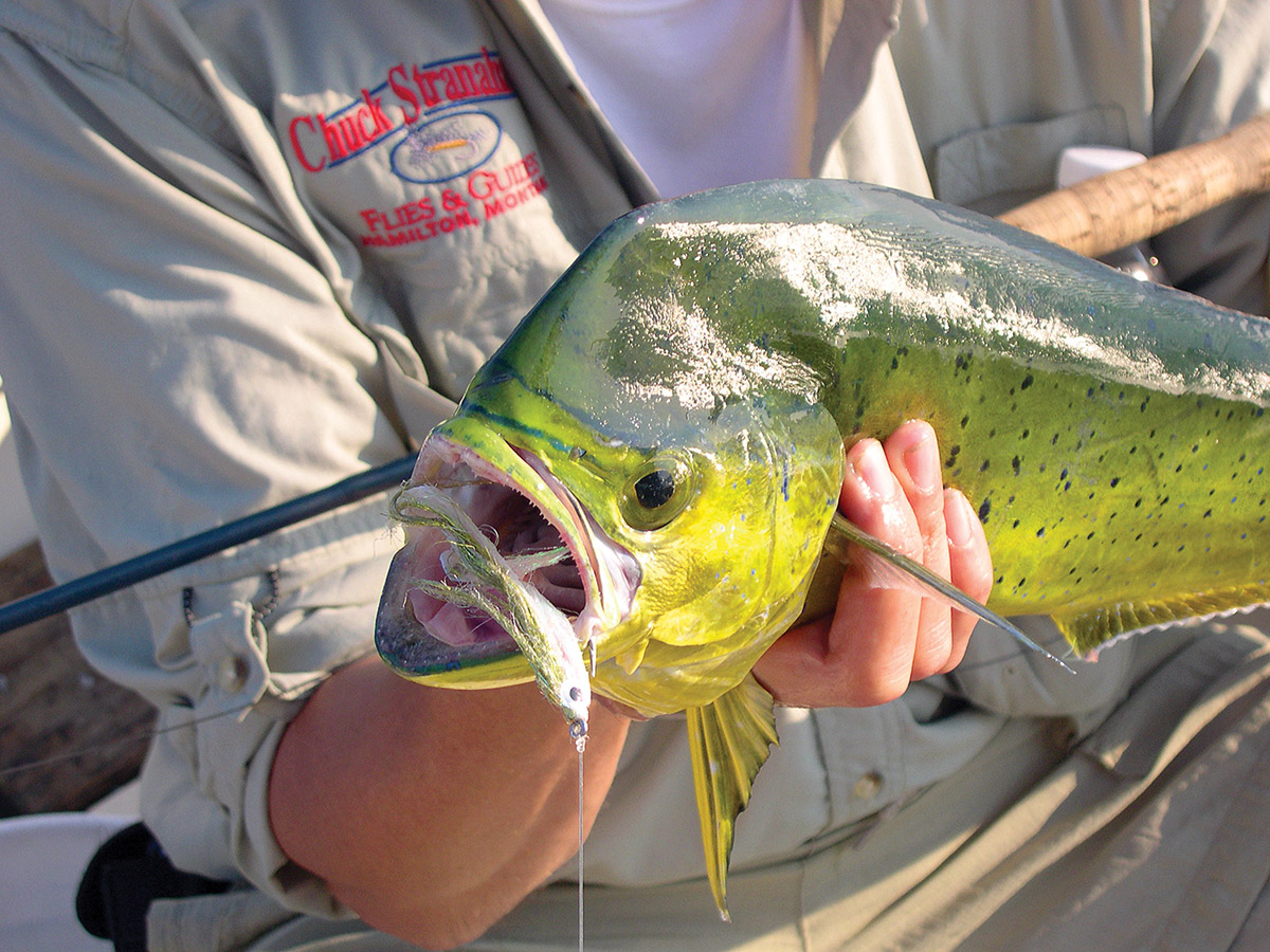 Baby Angel is the author’s fly of choice to match the profile of the bait.