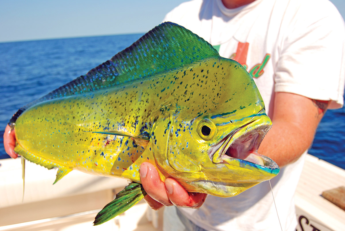 Mahi are dazzling in appearance and a thrill to catch on the fly rod.