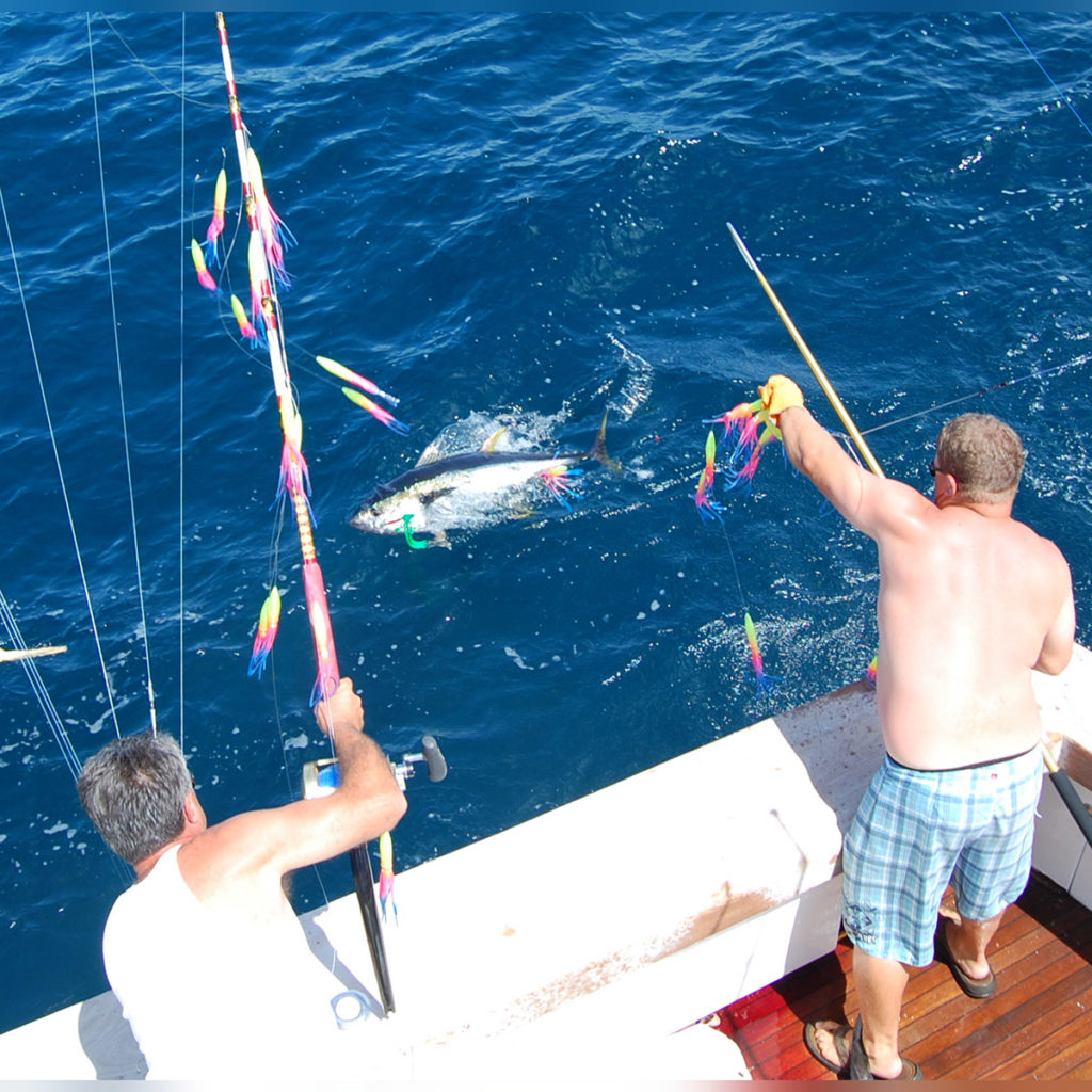 Yellowfin were partial to multicolored spreader bars on this particular day