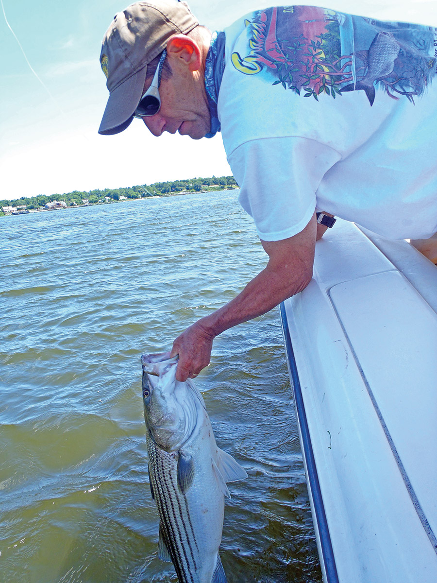 We release our stripers to fight another day. 