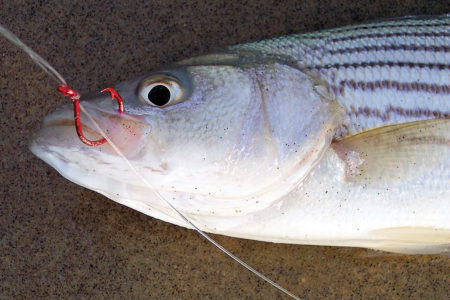 A sand crab impaled on a smaller 5/0 or 6/0 circle hook