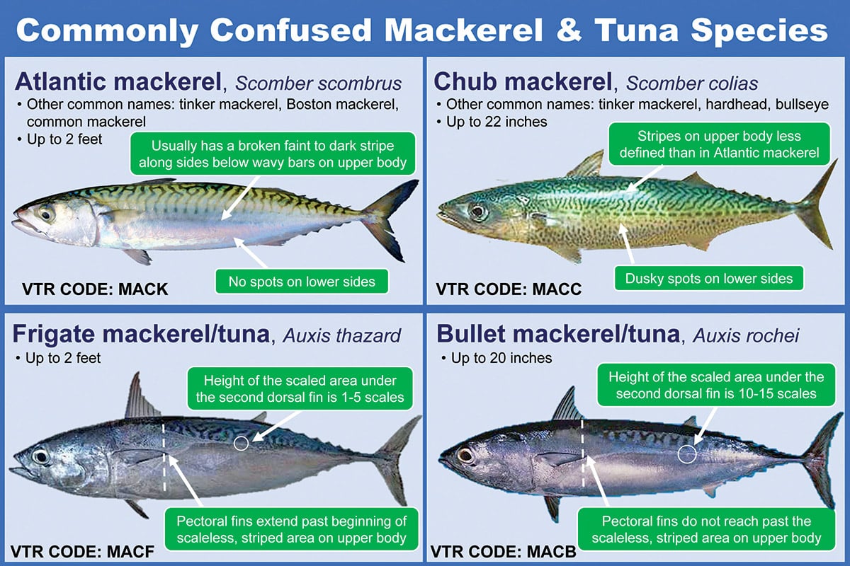Inshore Speedster ID The Fisherman