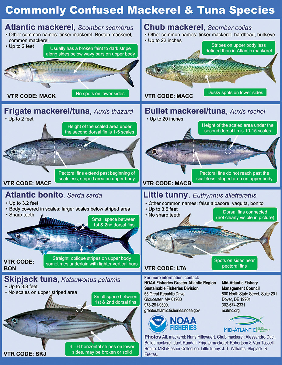 Commonly confused mackerel and tuna species