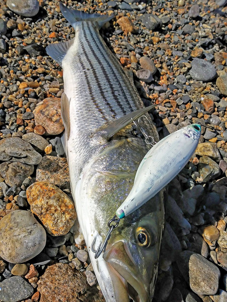 Sebile Stick Shads can be very effective on larger stripers feeding on large peanut bunker.