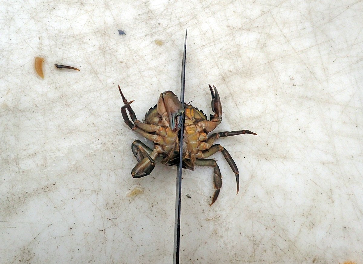 Trigger anglers should cut crabs in half or in quarters. No need to use entire crabs.