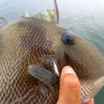 triggerfish are tough as tautog and are incredibly tasty on the plate