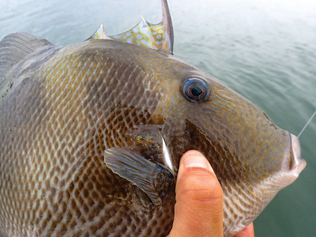  triggerfish are tough as tautog and are incredibly tasty on the plate