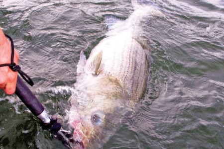 Catching a striper fish