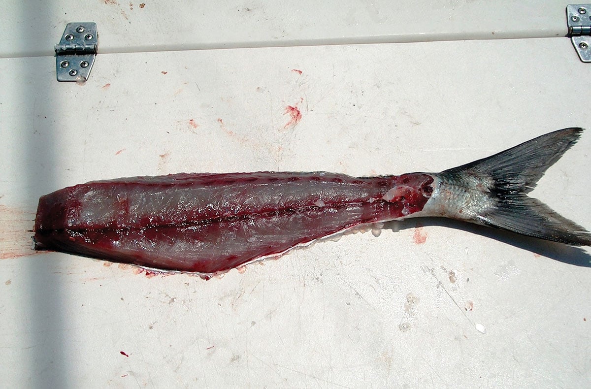 Bluefish fillet