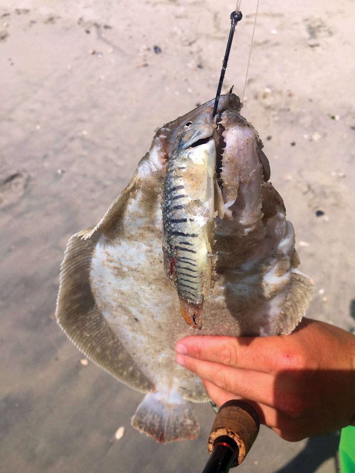 summer flounder